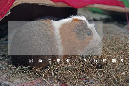 招商信用卡13万逾期90天 招商信用卡13万逾期90天
