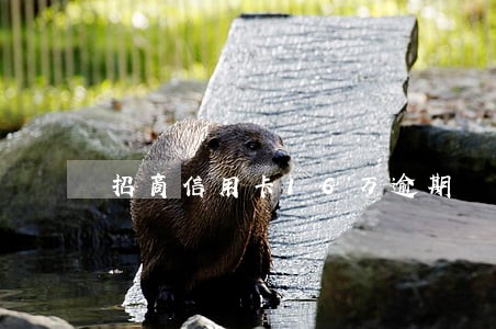 招商信用卡16万逾期
