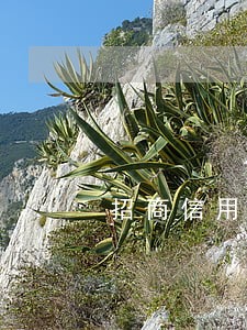 招商信用卡1万逾期两年还多少 招商信用卡1万逾期两年还多少