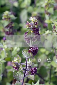 招商信用卡3000逾期半年 招商信用卡3000逾期半年