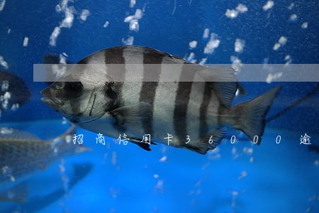 招商信用卡36000逾期四个月 招商信用卡36000逾期四个月