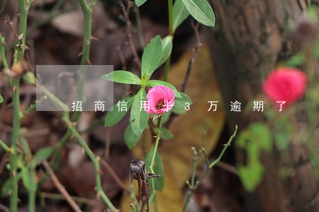 招商信用卡3万逾期了