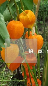 招商信用卡6万逾期四个月怎么办 招商信用卡6万逾期四个月怎么办