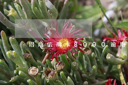 招商信用卡8000逾期5年 招商信用卡8000逾期5年