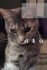 招商信用卡五千逾期5个月了 招商信用卡五千逾期5个月了
