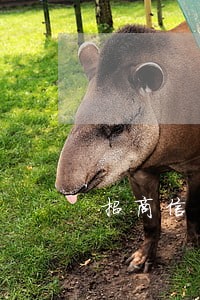 招商信用卡信用卡逾期半个月 招商信用卡信用卡逾期半个月