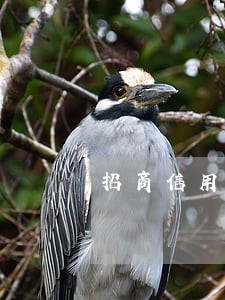 招商信用卡四千逾期三个月
