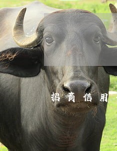招商信用卡在哪看逾期 招商信用卡在哪看逾期