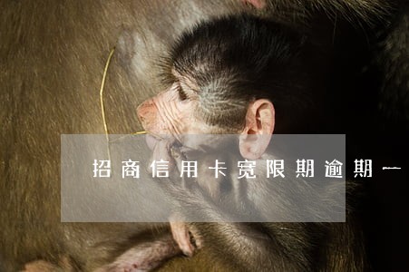 招商信用卡宽限期逾期一天