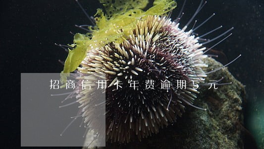 招商信用卡年费逾期5元 招商信用卡年费逾期5元