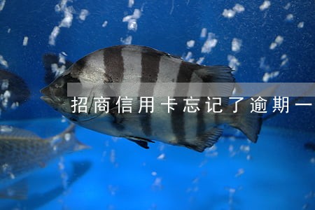 招商信用卡忘记了逾期一天 招商信用卡忘记了逾期一天