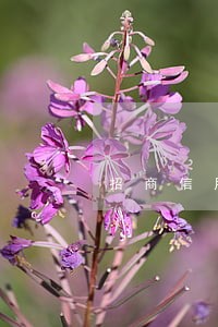 招商信用卡怎么查询自己逾期罚款