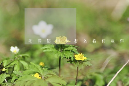 招商信用卡怎么看有没有逾期 招商信用卡怎么看有没有逾期