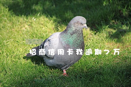 招商信用卡我逾期7万 招商信用卡我逾期7万