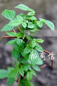 招商信用卡晚2天算逾期吗 招商信用卡晚2天算逾期吗