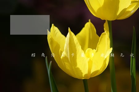 招商信用卡最多逾期几次 招商信用卡最多逾期几次