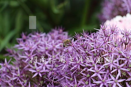招商信用卡月租逾期 招商信用卡月租逾期