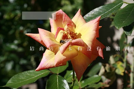 招商信用卡有没有逾期两年的
