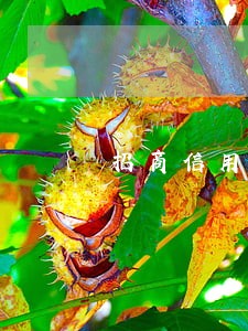 招商信用卡有逾期
