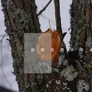 招商信用卡有逾期怎么查 招商信用卡有逾期怎么查