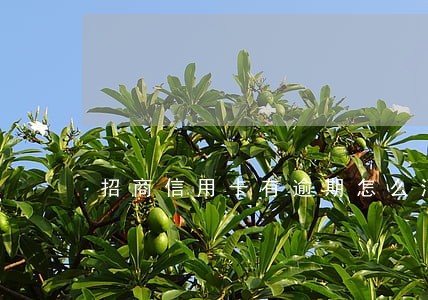 招商信用卡有逾期怎么消除
