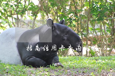 招商信用卡查询逾期 招商信用卡查询逾期