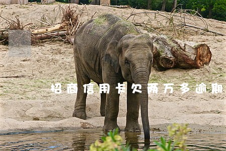 招商信用卡欠两万多逾期 招商信用卡欠两万多逾期