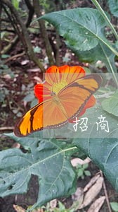 招商信用卡欠了三万逾期三个月 招商信用卡欠了三万逾期三个月