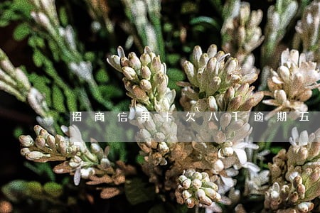 招商信用卡欠八千逾期五个月 招商信用卡欠八千逾期五个月