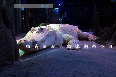 招商信用卡能逾期两个月 招商信用卡能逾期两个月