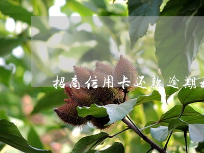 招商信用卡还款逾期利息多少 招商信用卡还款逾期利息多少