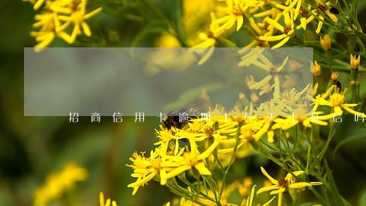 招商信用卡逾期15天上征信吗