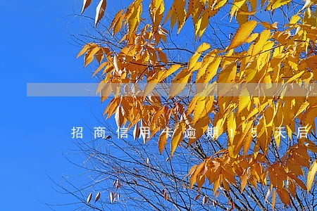 招商信用卡逾期15天后果 招商信用卡逾期15天后果