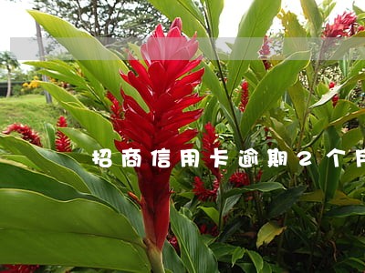 招商信用卡逾期2个月协商还款 招商信用卡逾期2个月协商还款