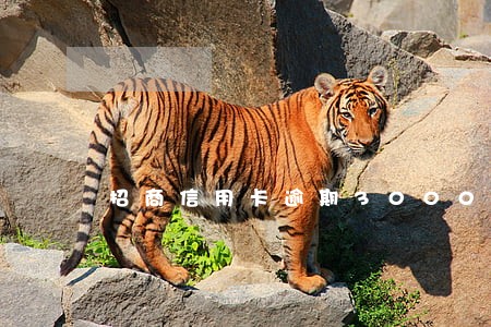 招商信用卡逾期30000