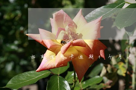 招商信用卡逾期3个月还款吗 招商信用卡逾期3个月还款吗