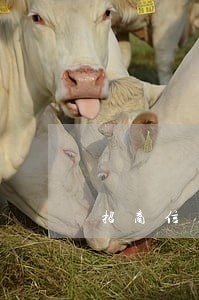 招商信用卡逾期3多月
