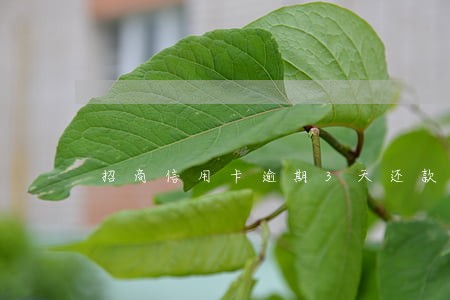 招商信用卡逾期3天还款后果