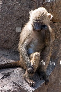 招商信用卡逾期4万多