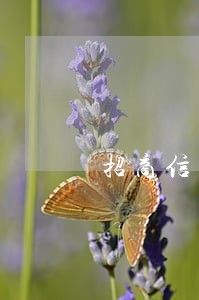 招商信用卡逾期4天逾期么 招商信用卡逾期4天逾期么