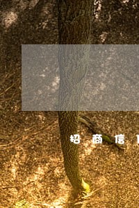 招商信用卡逾期5个月怎么办