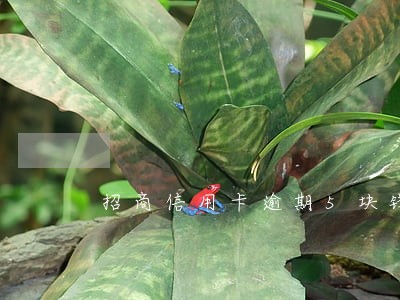 招商信用卡逾期5块钱服务费 招商信用卡逾期5块钱服务费