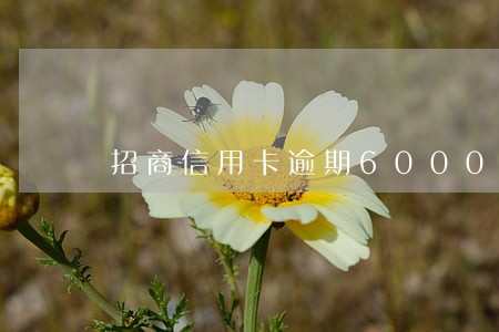 招商信用卡逾期60000 招商信用卡逾期60000