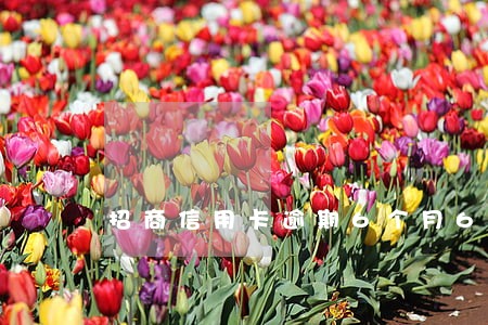 招商信用卡逾期6个月6 招商信用卡逾期6个月6