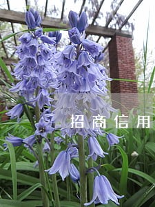 招商信用卡逾期7万还不上