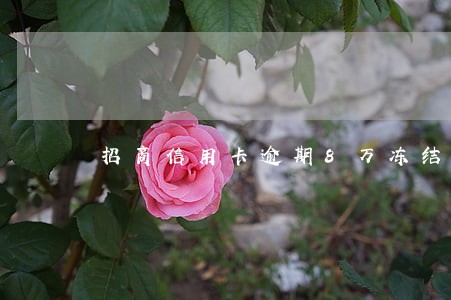 招商信用卡逾期8万冻结卡 招商信用卡逾期8万冻结卡