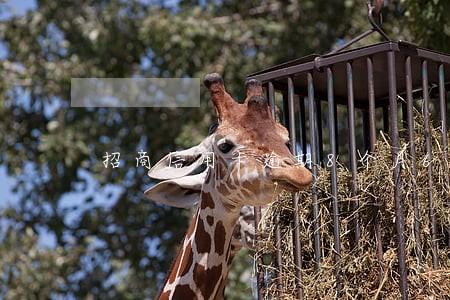 招商信用卡逾期8个月6万 招商信用卡逾期8个月6万