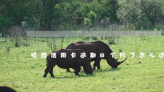招商信用卡逾期8个月了怎么还