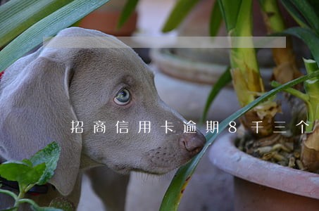 招商信用卡逾期8千三个月未还 招商信用卡逾期8千三个月未还