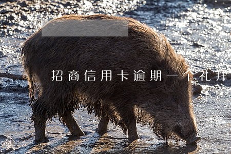 招商信用卡逾期一个礼拜了